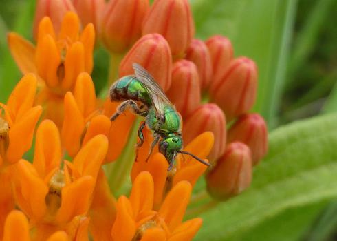 A metallic green sweat bee perched atop several small orange flowers.