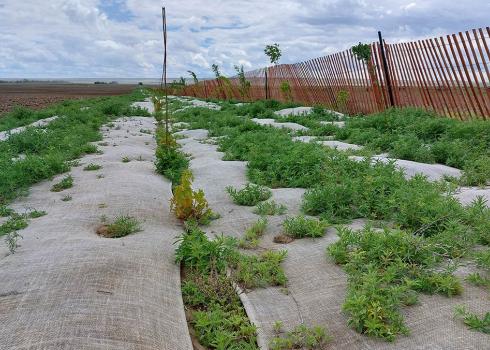 A view of the 2 hedgerows in springtime. The native plant line short on the left is hugged by burlap strips and the taller Siberian pea-shrub is tall against the red wooden fence on the right.