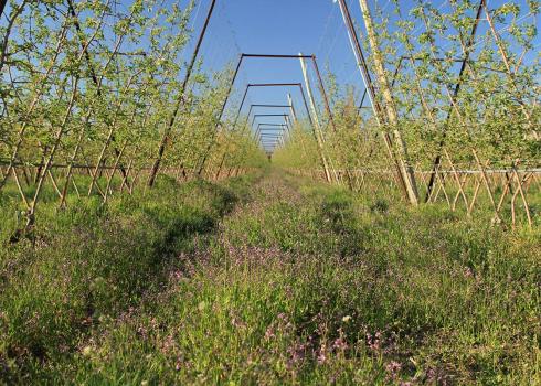 An orchard where rows of flowering native plants have been planted between the trees.