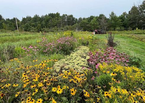 On-farm perennial habitat for pollinators and beneficial insects. These fall blooming plants include black-eyed susan (Rudbeckia hirta), purple coneflower (Echinacea purpurea), and goldenrod (Solidago spp.).