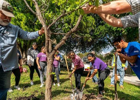 Several people gathered together to plant a tree. One holds the tree steady while others shovel in dirt around it.