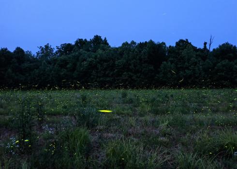 Many firefly flashes light up a field in Indiana.