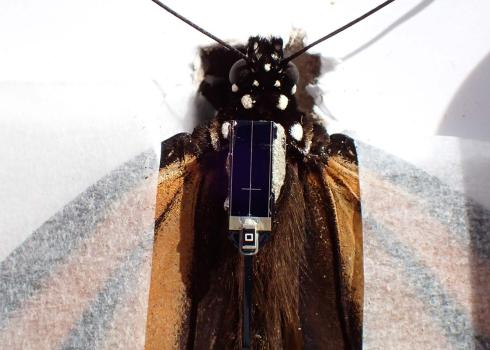 A close up of a monarch butterfly that has just had a radio transmitter attached to it. The monarch is gently held in place with transparent paper, and the tiny solar panel of the transmitter is across the top of its thorax.