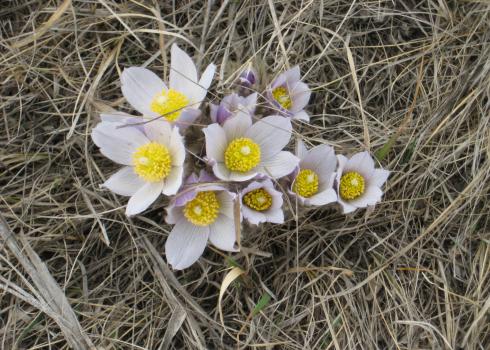 Pink blooms of prairie crocus contrast against the brown grass