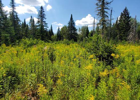 A landscape with a mass of yellow-flowered goldenrod in the foreground with dark green conifer forest behind