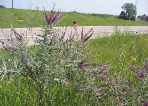 Wildflowers grow beside a quite rural road. The most abundant plant has small gray-green leaves that grow on horizontal branches and a clyster of long, narrow spikes of dark purple flowers at the top of the stem