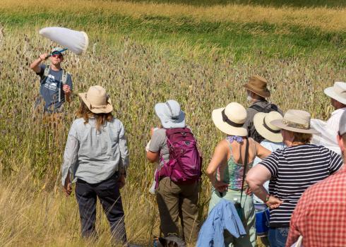 A group of people wearing wide-brimmed hats stand with their backs to the camera, watching a man standing waist-deep in grass and flowers swings a white butterfly net.