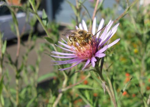 A bee foraging on a yellow and purple flower in a suburban garden. The bee is golden-brown and hairy, and has very long antennae. The flower has many narrow, purple petals that radiate out from the yellow center. The flower is growing in a flower border beside a house. Behind can be seen a blue garage door and a white sedan parked on the driveway.