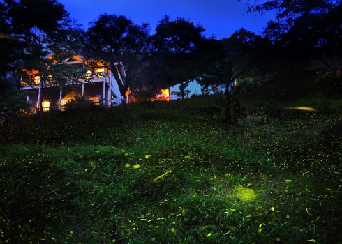 Fireflies at dusk outside a lit house. (Photo: Jerry Lai, Flickr.com.)