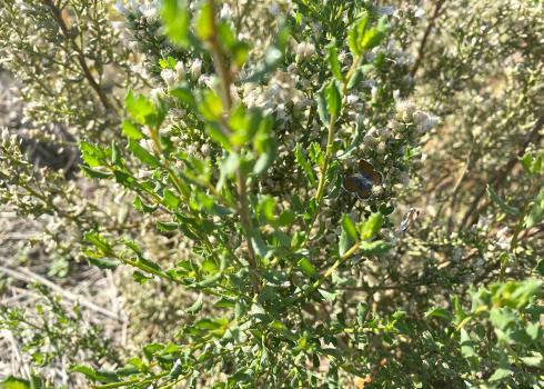 Butterflies on blooming coyote bush