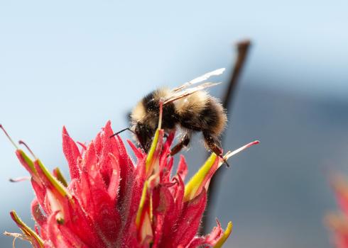 Golden-belted bumble bee on paintbrush flower