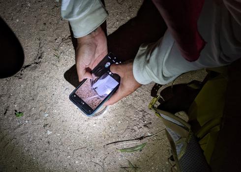A participant uses their iphone camera to photograph a firefly in a petri dish