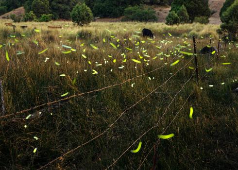 Yellow/green flashes at dusk from Southwest spring fireflies near grazing cattle