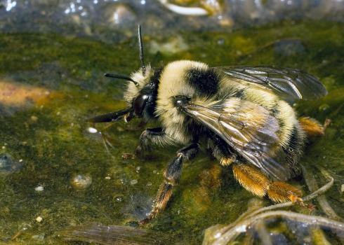 A large fluffy bee drinking from a shallow pool of water