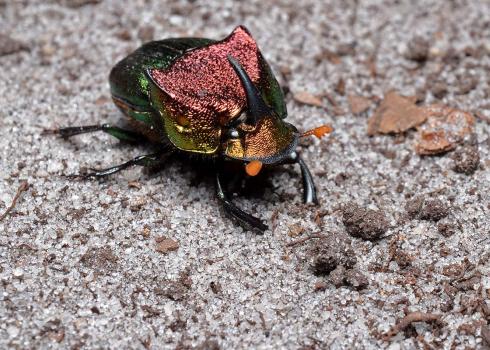 A glittering beetle, with colors ranging from orange to purple to green. It had one large backwards facing horn on its head, and two ridges on its back.