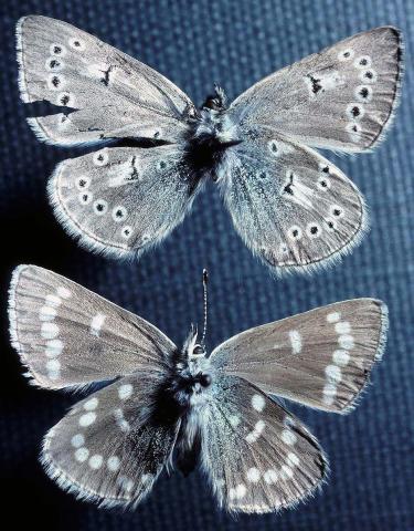 Pinned xerces blue butterflies