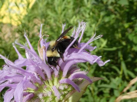 Rusty patched bumble bee on flower