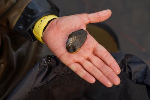 Person holding a freshwater mussel over a stream