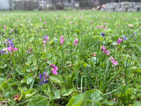 Violets blooming in a grassy lawn