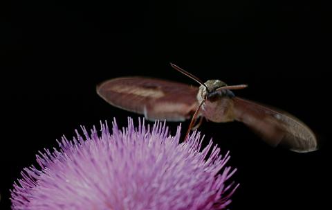 Moth approaching a flower in the dark