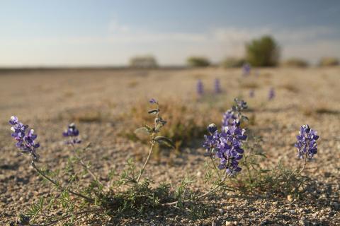 Lupine plant growing in sandy soil on a California farm