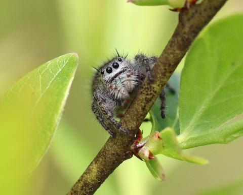 Jumping spider on a plant stem