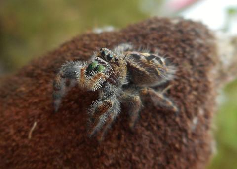 Fuzzy jumping spider, looking at the camera with many eyes