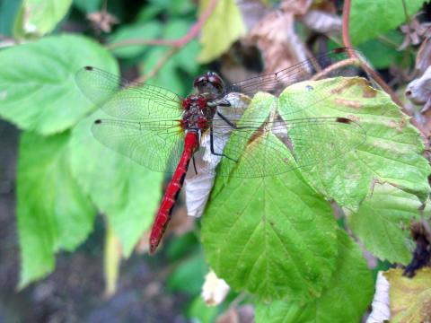 Striped meadowhawk dragonfly resting on a branch