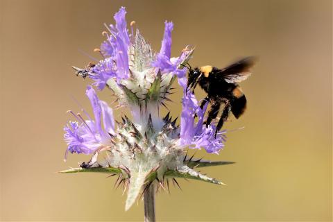 Crotch’s bumble bee foraging from a thistle flower