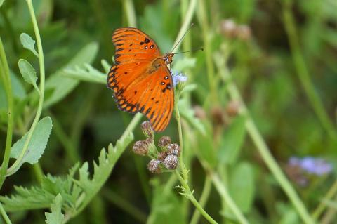 Gulf fritillary butterfly foraging from some flowers