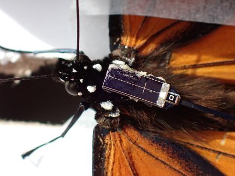 Monarch butterfly with a digital tracking device secured to its body between the wings
