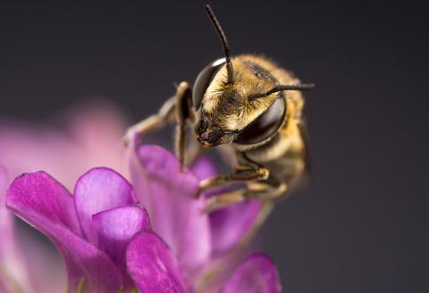 Leaf-cutter bee on an alfalfa flower