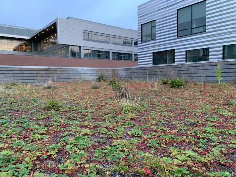 A roof covered in plants, surrounded by a cluster of taller buildings 