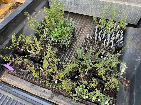 Dozens of native plants starts in the bed of a truck