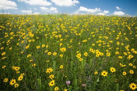 Huge blooming prairie field of sunflowers and other flowers underneath the sunny sky