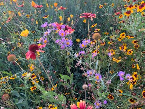 A wide and dense variety of blooming native flowers