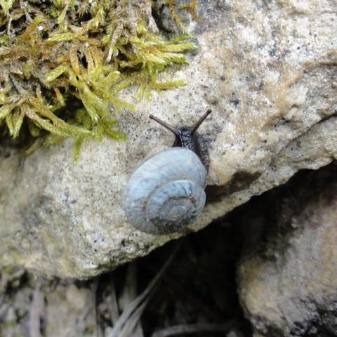 Mountain snail with a light grey shell on a gray rock near moss