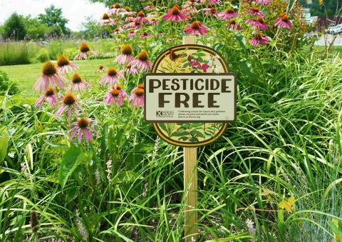 A “Pesticide Free” yard sign stands among tall grasses and blooming purple coneflowers in a lush pollinator garden on a sunny day