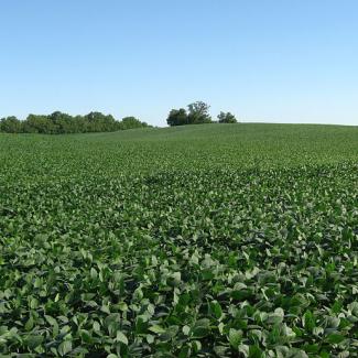 soybean fields