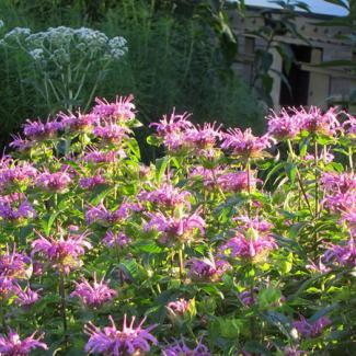 monarda