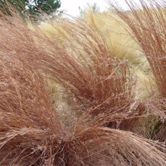 bluestem