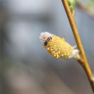 salix discolor