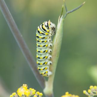 eastern black swallowtail