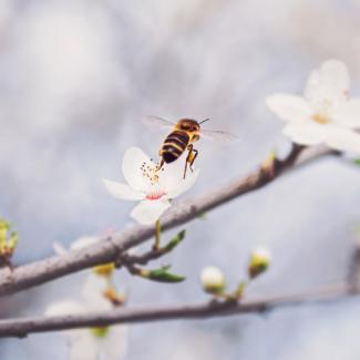 bee on blossom