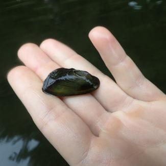 western ridged mussel
