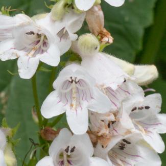 penstemon