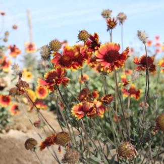 Red coreopsis flowers stand out against a blue sky.