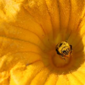 A pollen-covered bee sits deep inside a bright-orange squash flower.
