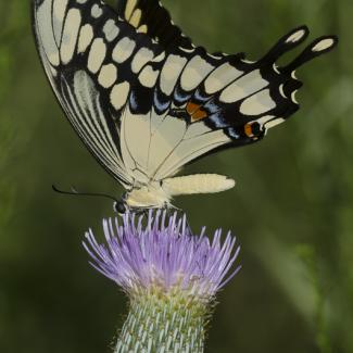 A large creamy-yellow-and-black butterfly rests atop a pale purple flower.