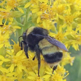 A fuzzy, yellow and black striped bee perches atop a cluster of bright yellow flowers.